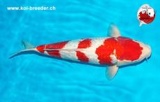 Koi-Karpfen - Ginrin Kohaku - 47cm - kein Preis