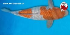 Koi-Karpfen - Ginrin Ochiba - 61cm - kein Preis