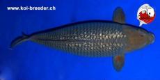 Koi-Karpfen - Ginrin Saoragoi - 74cm - kein Preis