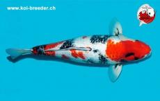 Koi-Karpfen - Ginrin Showa - 48cm - kein Preis