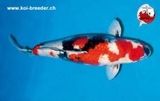 Koi-Karpfen - Ginrin Showa - 57cm - kein Preis