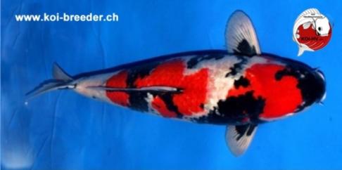 Koi-Karpfen - Ginrin Showa - 66cm - 9.877,00 €