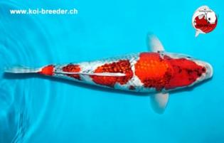 Koi-Karpfen - Ginrin Showa - 45cm - 1.300,00 €