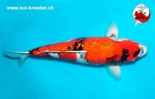 Koi-Karpfen - Ginrin Showa - 47cm - 733,00 €