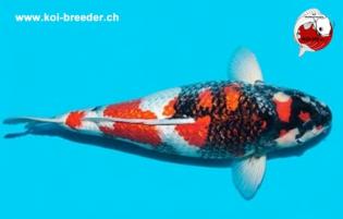 Koi-Karpfen - Ginrin Showa - 48cm - 1.145,00 €