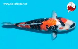 Koi-Karpfen - Ginrin Showa - 48cm - 899,00 €