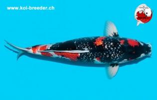 Koi-Karpfen - Ginrin Showa - 49cm - 1.885,00 €