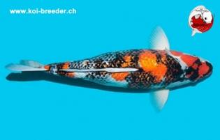 Koi-Karpfen - Ginrin Showa - 50cm - 2.215,00 €