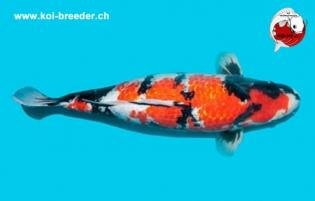 Koi-Karpfen - Ginrin Showa - 51cm - 2.215,00 €