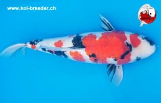 Koi-Karpfen - Ginrin Showa - 53cm - 1.145,00 €