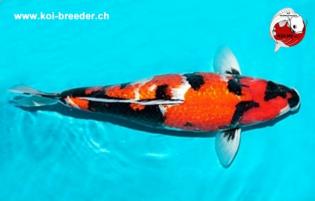 Koi-Karpfen - Ginrin Showa - 53cm - 1.885,00 €