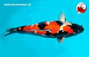 Koi-Karpfen - Ginrin Showa - 55cm - 1.555,00 €