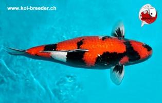 Koi-Karpfen - Ginrin Showa - 55cm - 1.885,00 €