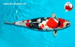 Koi-Karpfen - Ginrin Showa - 55cm - 2.215,00 €