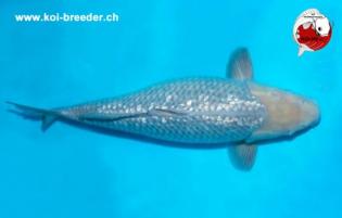 Koi-Karpfen - Ginrin Soragoi - 50cm - 1.885,00 €