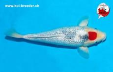 Koi-Karpfen - Ginrin Tancho - 38cm - kein Preis