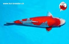 Koi-Karpfen - Goshiki - 43cm - kein Preis