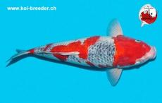 Koi-Karpfen - Goshiki - 49cm - kein Preis