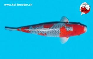 Koi-Karpfen - Goshiki - 42cm - 733,00 €