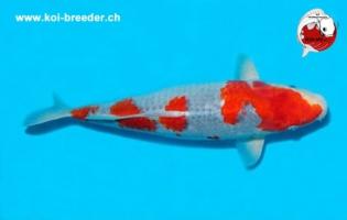 Koi-Karpfen - Goshiki - 43cm - 568,00 €