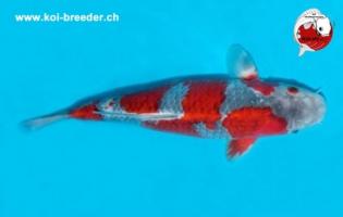 Koi-Karpfen - Goshiki - 43cm - 815,00 €