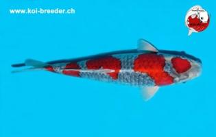 Koi-Karpfen - Goshiki - 45cm - 815,00 €