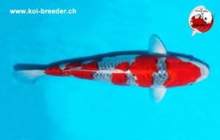 Koi-Karpfen - Goshiki - 45cm - 899,00 €