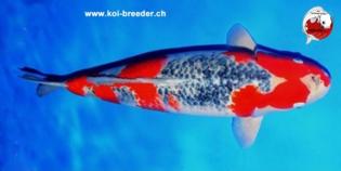 Koi-Karpfen - Goshiki - 60cm - 3.705,00 €