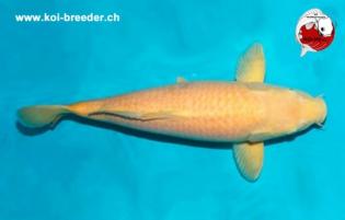 Koi-Karpfen - Karashigoi - 51cm - 815,00 €