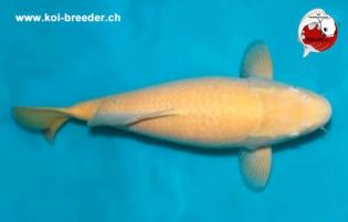 Koi-Karpfen - Karashigoi - 55cm - 1.555,00 €