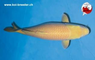 Koi-Karpfen - Karashigoi - 74cm - 3.375,00 €