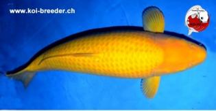 Koi-Karpfen - Karashigoi - 74cm - 4.530,00 €