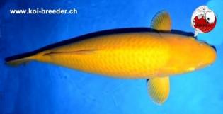Koi-Karpfen - Karashigoi - 79cm - 5.350,00 €
