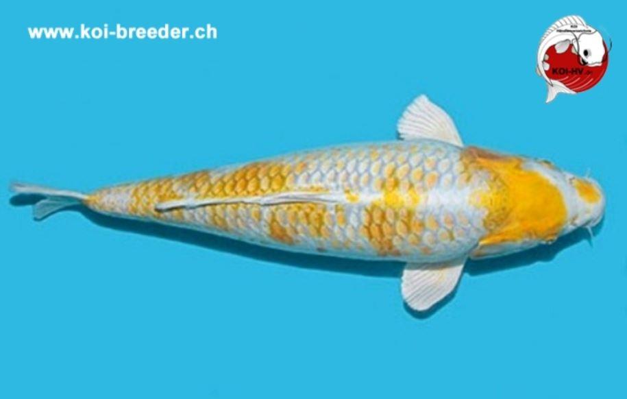 Koi-Karpfen - Ki Hariwake - 50cm - 1.885,00 €