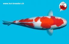 Koi-Karpfen - Kohaku - 48cm - kein Preis