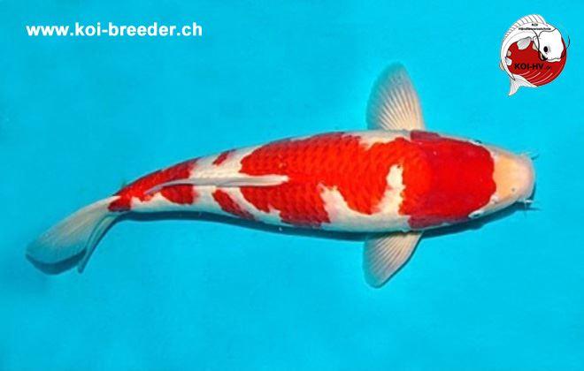Koi-Karpfen - Kohaku - 51cm - kein Preis