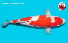 Koi-Karpfen - Kohaku - 53cm - kein Preis