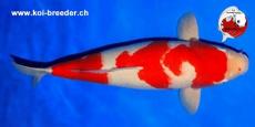 Koi-Karpfen - Kohaku - 69cm - kein Preis