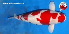 Koi-Karpfen - Kohaku - 70cm - kein Preis