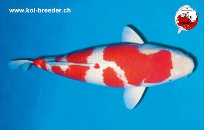 Koi-Karpfen - Kohaku - 72cm - kein Preis