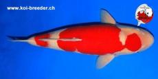 Koi-Karpfen - Kohaku 73 cm 4 Jahre - kein Preis