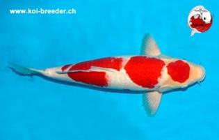 Koi-Karpfen - Kohaku - 46cm - 730,00 €