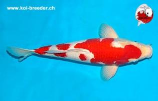 Koi-Karpfen - Kohaku - 46cm - 1.145,00 €