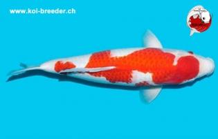 Koi-Karpfen - Kohaku - 48cm - 733,00 €