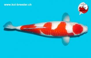 Koi-Karpfen - Kohaku - 50cm - 1.555,00 €