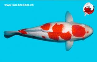 Koi-Karpfen - Kohaku - 55cm - 1.885,00 €