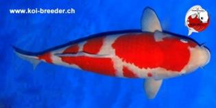 Koi-Karpfen - Kohaku - 64cm - 5.350,00 €