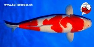 Koi-Karpfen - Kohaku - 69cm - 5.350,00 €