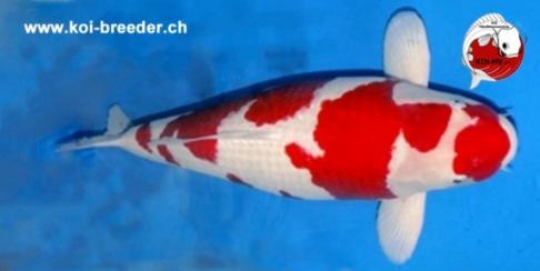 Koi-Karpfen - Kohaku - 70cm - 6.996,00 €