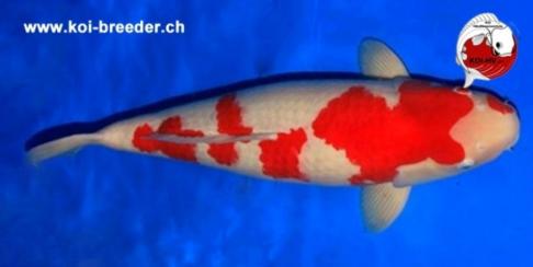 Koi-Karpfen - Kohaku - 71cm - 4.530,00 €